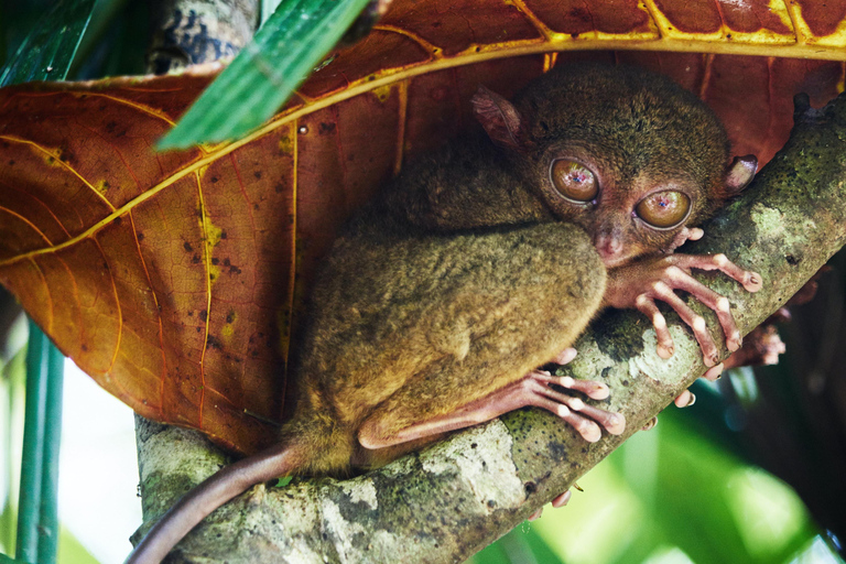 Excursión privada a la campiña de Bohol desde CebúExcursión Privada a la Campiña de Bohol