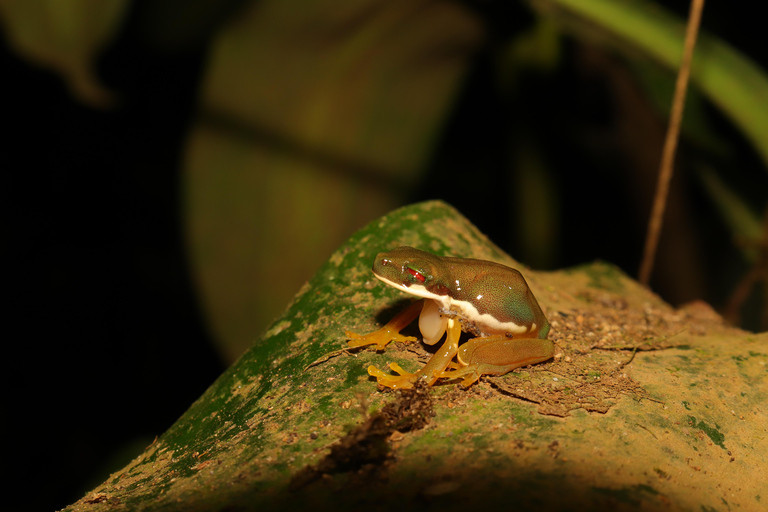 Nattvandring i molnskogenNattvandring i Private Cloud Forest