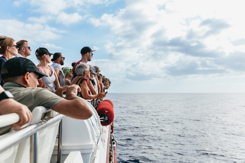 Depuis Adeje : croisière baleines et dauphins avec déjeunerVisite guidée sans prise en charge à l’hôtel