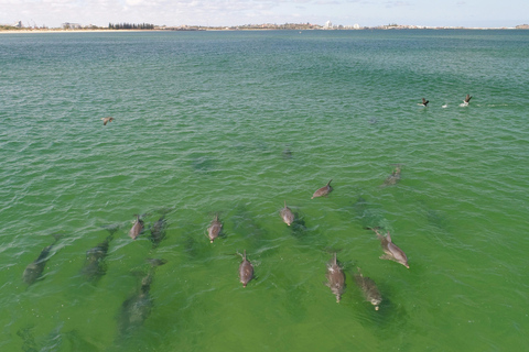 Koombana Bay: Dolphin Eco Cruise