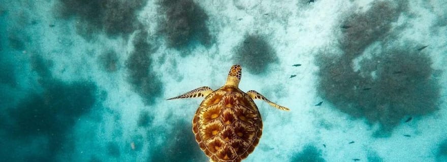 Visite de la grotte de Kuza, visite de la grotte de Swahili, grotte de Maalum, The Rock
