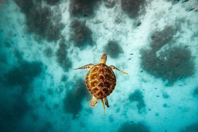 Aventure des étoiles de mer, déjeuner au Rock, visite des dauphins de Mnemba