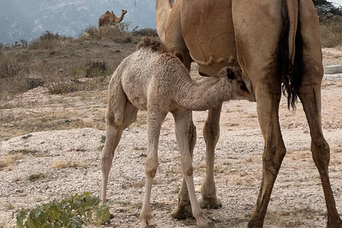 Tour delle spiagge occidentali: FAZAYAH