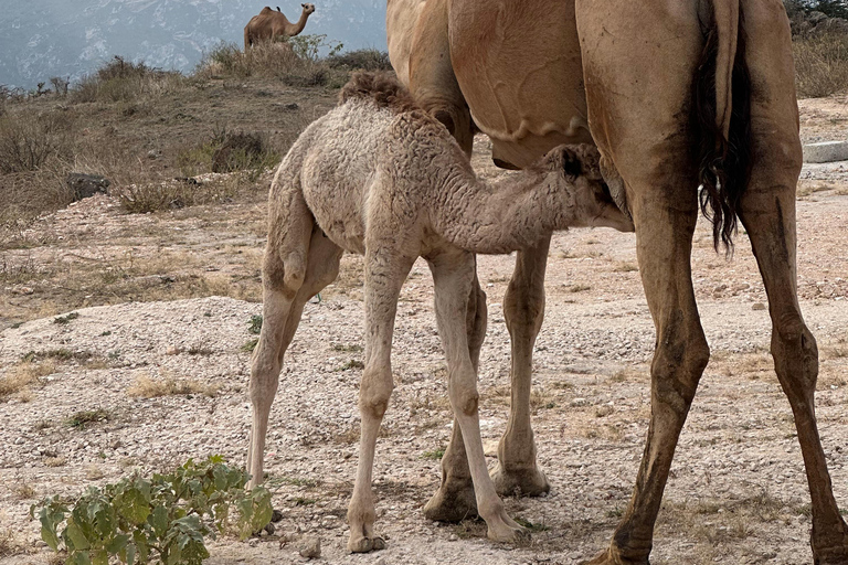 Tour delle spiagge occidentali: FAZAYAH