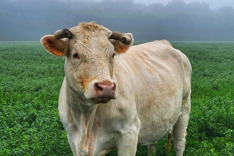 From Paris: Rouen, Etretat & Honfleur Private Day Trip Rouen Etretat and Honfleur: Private Tour from Paris