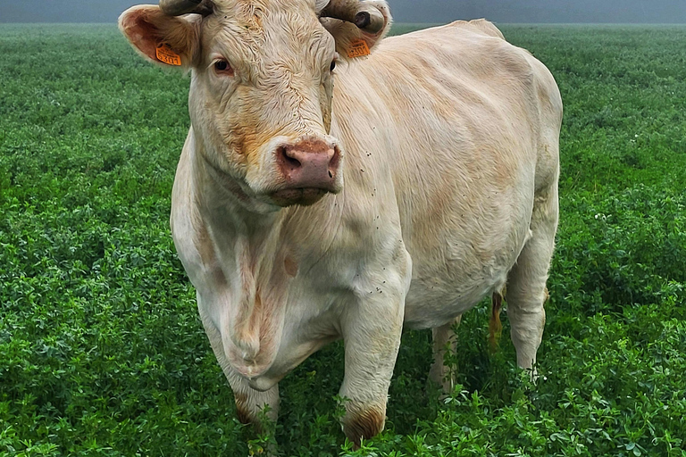 From Paris: Rouen, Etretat & Honfleur Private Day Trip Rouen Etretat and Honfleur: Private Tour from Paris