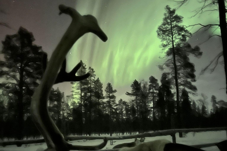 Saariselkä: Tour dell'aurora boreale e delle slitte trainate da renne