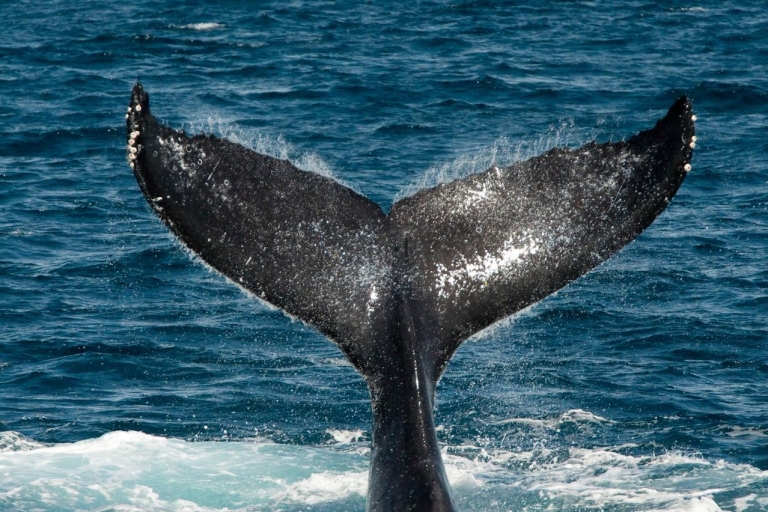Zatoka Drake'a: Obserwacja delfinów i wielorybów