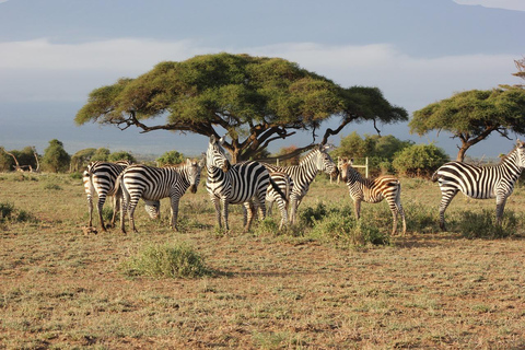 Safari de 4 días en el Parque Nacional de Masaai Mara y Lago Nakuru