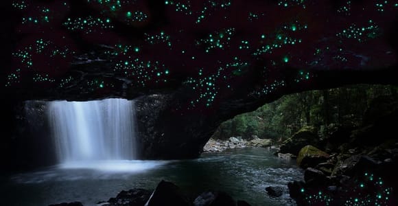 Gold Coast: Glow Worms and Stargazing Tour in Japanese