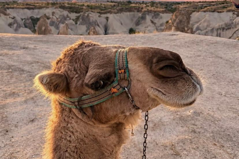 Cappadocia: Sunrise or Sunset Camel Safari with Hotel Pickup Sunset Camel Safari