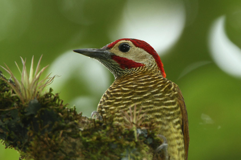 Durban: Excursión de observación de aves