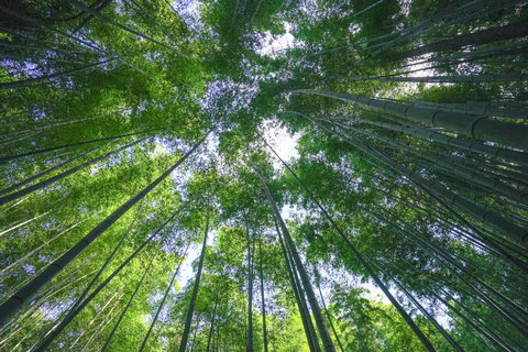 Kyoto: 3-Hour Fushimi Inari Shrine Hidden Hiking Tour