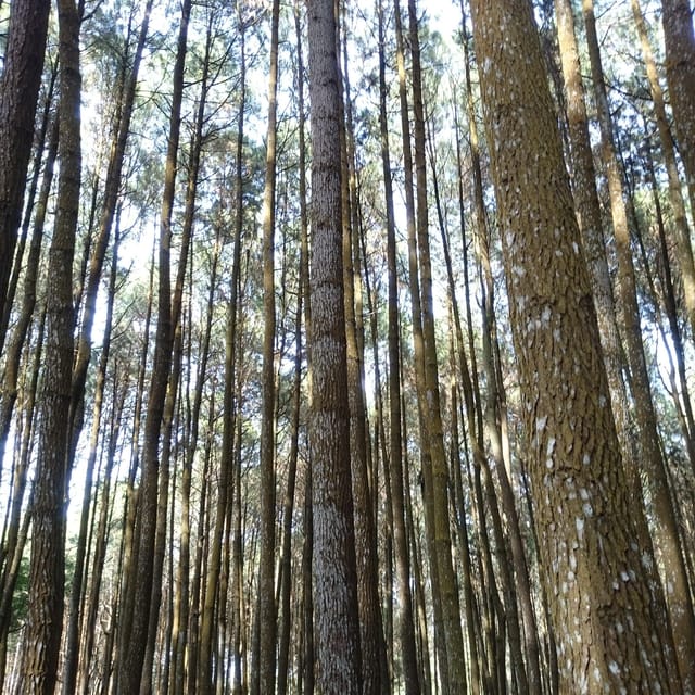 Sunrise Panguk Kediwung,Pine Forest & Timang Beach Tour - Housity