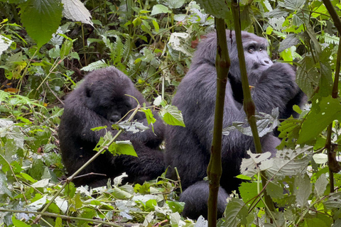 Safari de 5 jours avec trekking pour les chimpanzés et les gorilles.