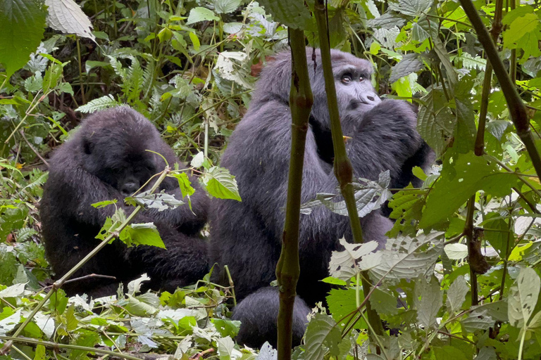 Safari de 5 jours avec trekking pour les chimpanzés et les gorilles.