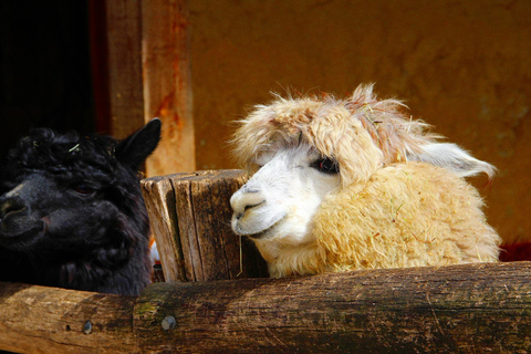 Salzburg Zoo Hellbrunn Skip-the-line Tickets & Private Car