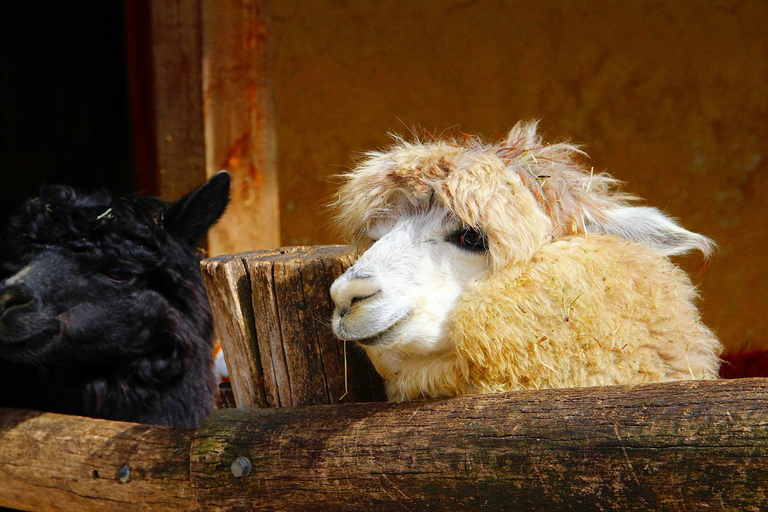 Salzburg Zoo Hellbrunn Skip-the-line Tickets & Private Car