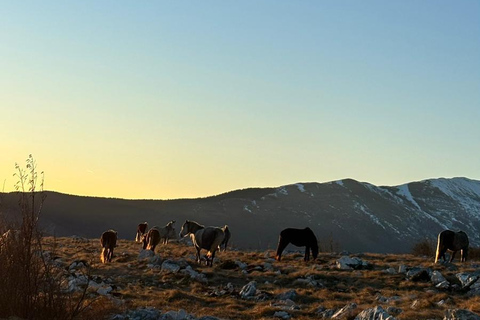 Livno: Guided Wild Horses Tour with Local Aperitif