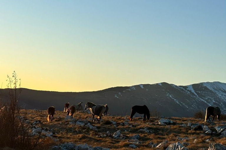 Livno: Guided Wild Horses Tour with Local Aperitif