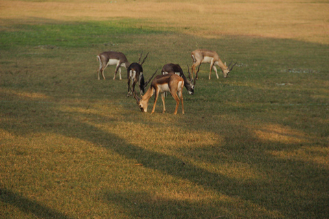 In Agra: Private Akbar’s Tomb, Mariam’s Tomb & Gurdwara Tour In Agra: Tour with Car, Driver, Guide, Entry Fees and Meal