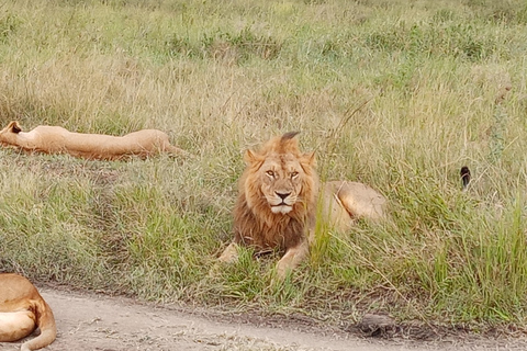 Arusha: Safari de acampamento económico de 4 diasArusha: Safari de 4 dias com acampamento e orçamento acessível