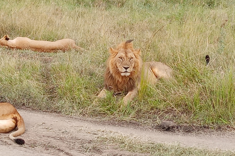 Arusha: Safari de acampamento económico de 4 diasArusha: Safari de 4 dias com acampamento e orçamento acessível