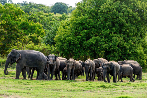All Inclusive Yala Leopard Safari from Colombo, Ella & Galle
