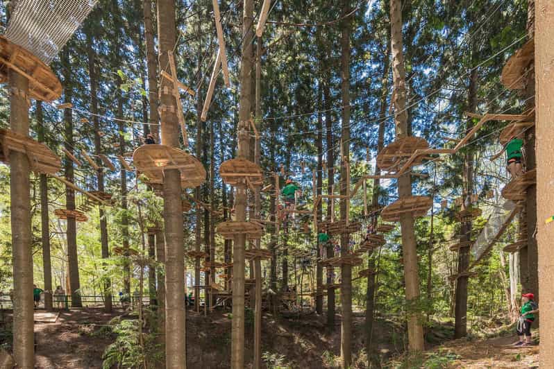 Tree Rope Course Plan Pennant Hills: Tree Ropes Course Session | GetYourGuide