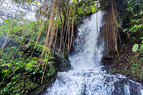 Bali: Graceful Art, Sacred Forest, Serenity and Lotus Bloom