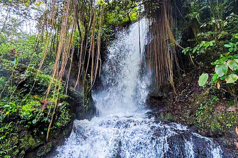 Bali: Graceful Art, Sacred Forest, Serenity and Lotus Bloom