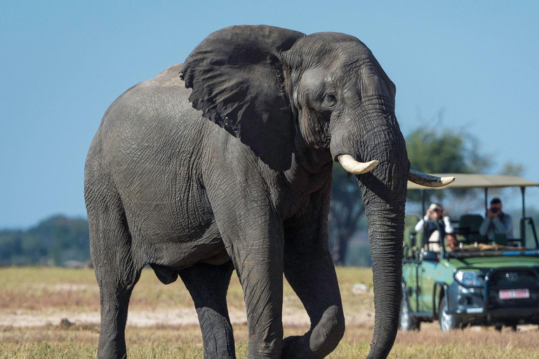 Parque Nacional Hwange: Safári em veículo 4x4 a partir das Cataratas Vitória