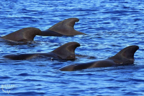 Boat Trip: Dolphin & Whale Watching Sailing Tour 11 Pax Max Boat Trip: Dolphin & Whale Watching Sailing Tour 11 Pax Max