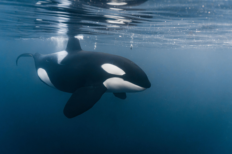 Tromsø: Observación de Orcas y Ballenas Excursión en barco climatizado confortableTromso: Excursión en barco climatizado confortable para avistar orcas y ballenas