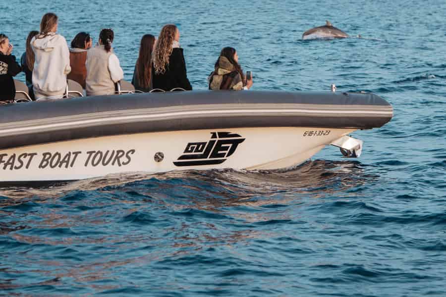 Halbprivates PREMIUM-Boot: Delfinbeobachtung (100 % garantiert) und Höhle. Foto: GetYourGuide