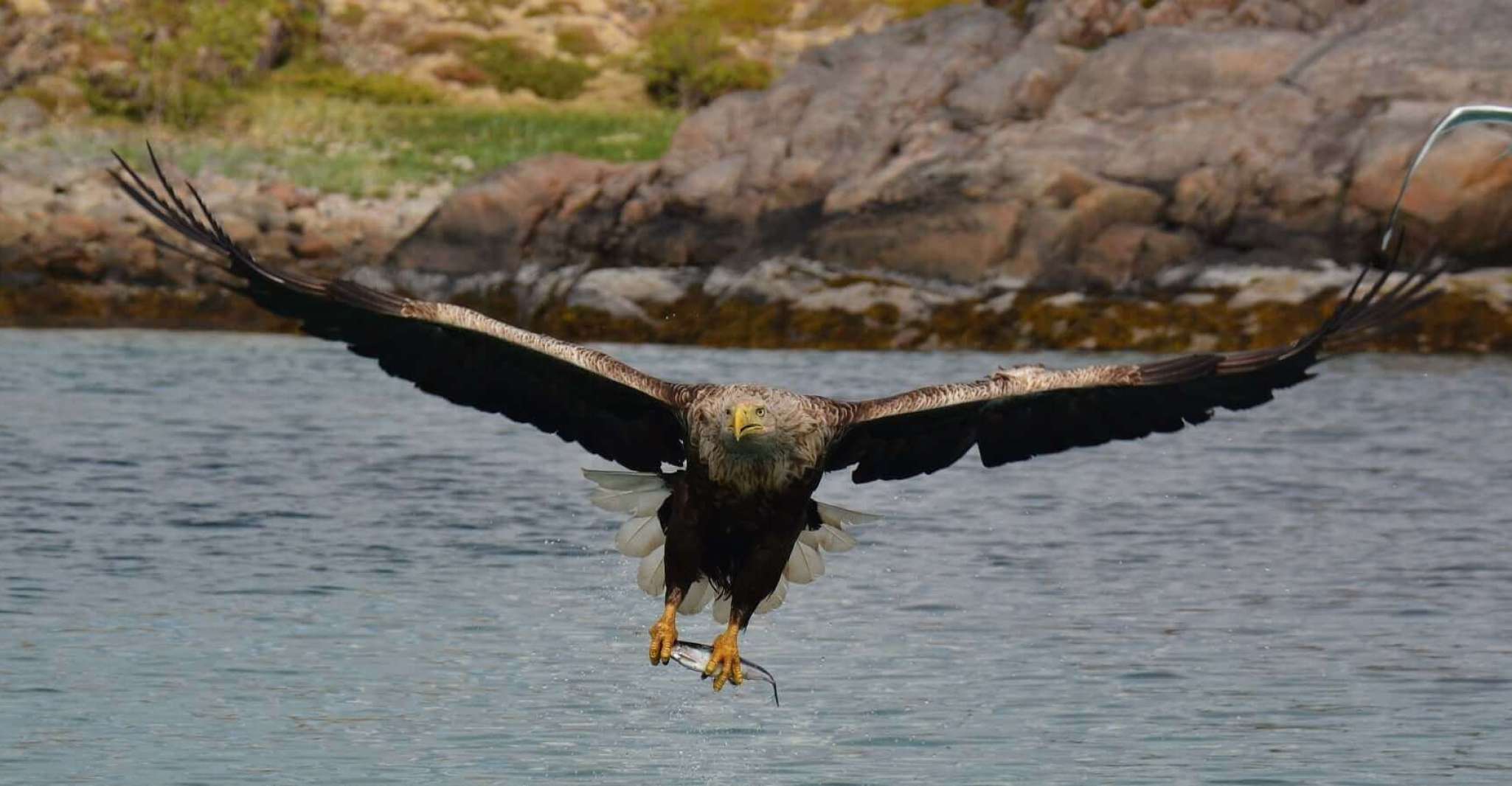 From Svolvær, RIB Sea Eagle Safari Trollfjord Cruise - Housity