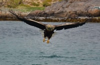 De Svolvær, Rib Sea Eagle Safari Trollfjord Cruise - Housity