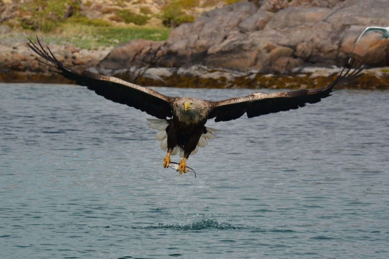 Ze Svolvær: Rejs RIB Sea Eagle Safari Trollfjord