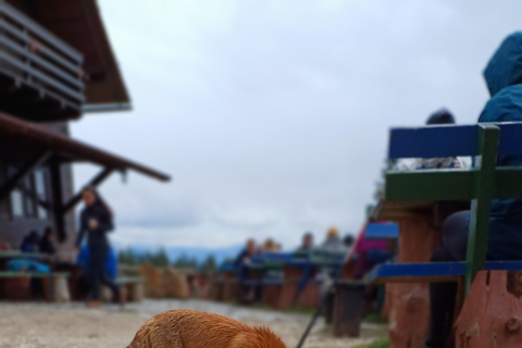 Brașov: Caminhada privada em Piatra Craiului até a cabana CurmaturaBrașov: Caminhada Privada de Piatra Craiului até a Cabana Curmatura