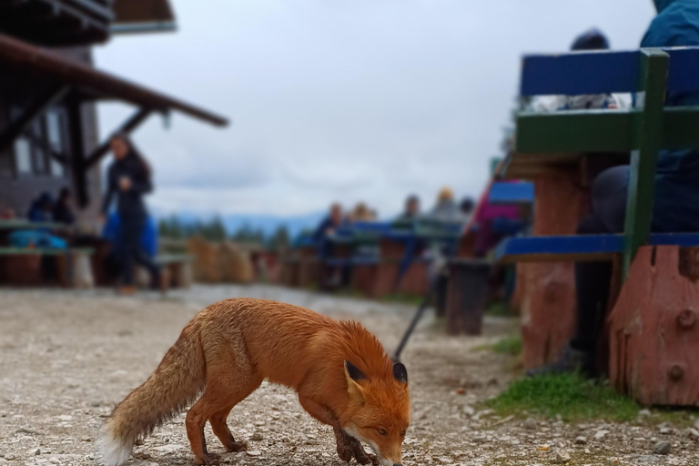 Brașov: Caminhada privada em Piatra Craiului até a cabana CurmaturaBrașov: Caminhada Privada de Piatra Craiului até a Cabana Curmatura