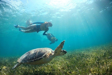 Cancún: Nado con Tortugas, Arrecife, Visita al Museo Subacuático