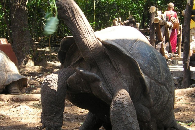 桑给巴尔：监狱岛、纳库彭达沙滩和萨拉姆海龟游泳私人观光（含接送服务）