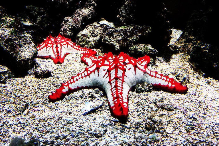 Avventura con le stelle marine, Pranzo alla Roccia, Tour dei delfini di Mnemba