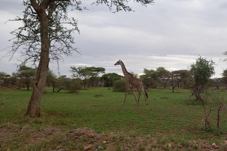 6 Days Calving Season wildebeest migration in Ndutu