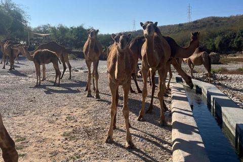 Tour privato Elite di un giorno - Attrazioni principali di Salalah