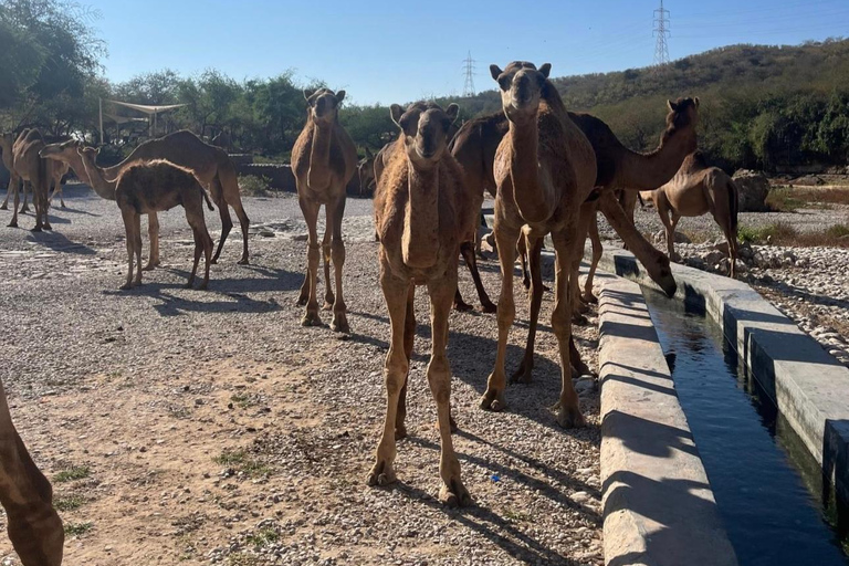 Excursão particular de 1 dia para Salalah - Principais atrações