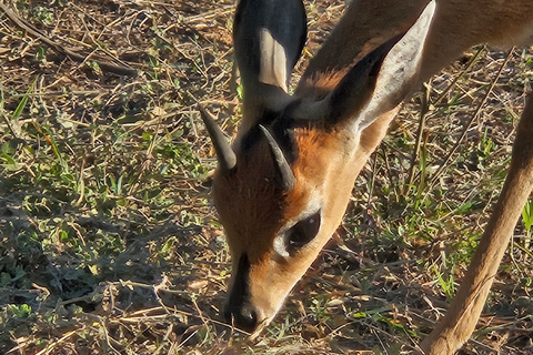 Private Safari Tour: Pilansberg National Park Big 5