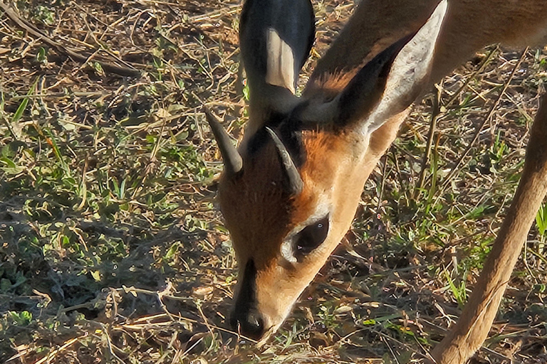 Privat Safari Tur: Pilansbergs nationalpark Big 5Privat safaritur: Pilansbergs nationalpark Big 5