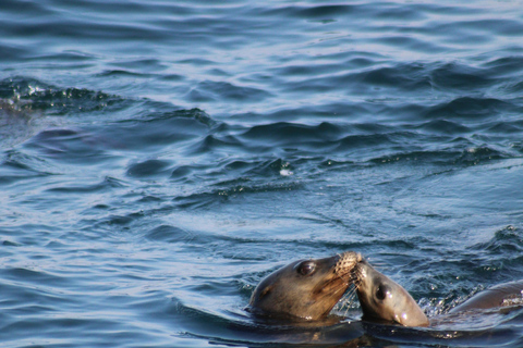 Tallinn: Malusi Islands Seal Watching Boat Tour