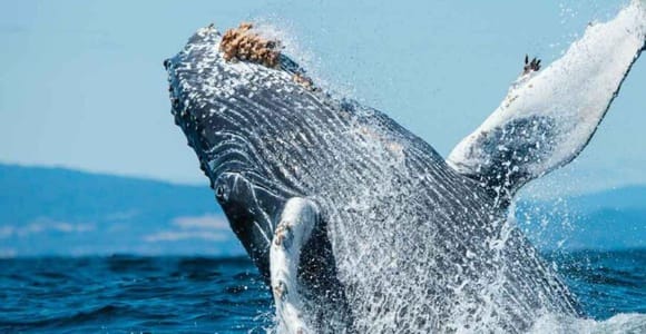 Puerto Vallarta: Whale Watching on Catamaran